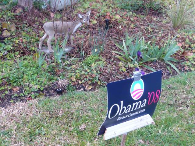 berkeley-ca-thousand-1000-oaks-neighborhood-bambi-obama-1