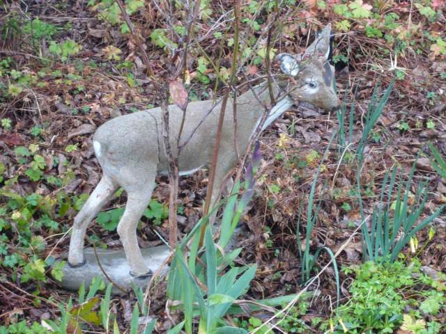 berkeley-ca-thousand-1000-oaks-neighborhood-bambi-obama-2